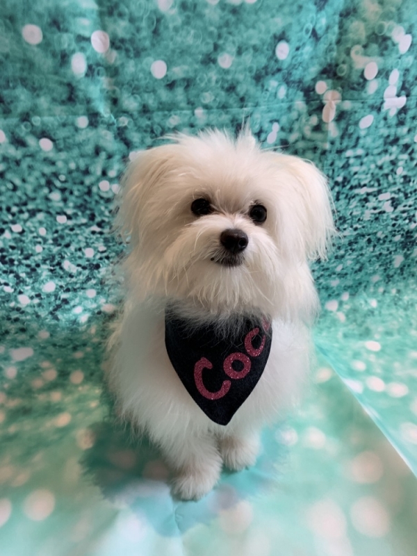 Coco Chanel Dog 